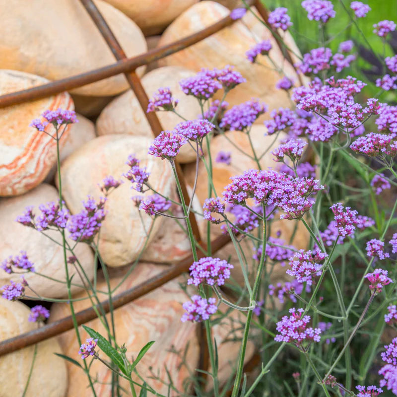 Verbena bonariensis – Flower Seed