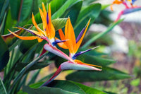 Bird of Paradise Flower Seeds