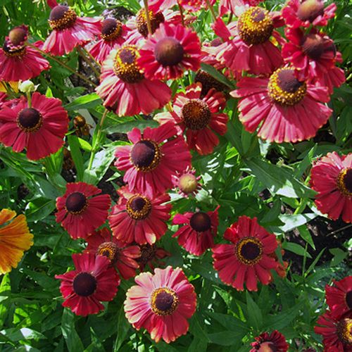 Red Jewel Helenium