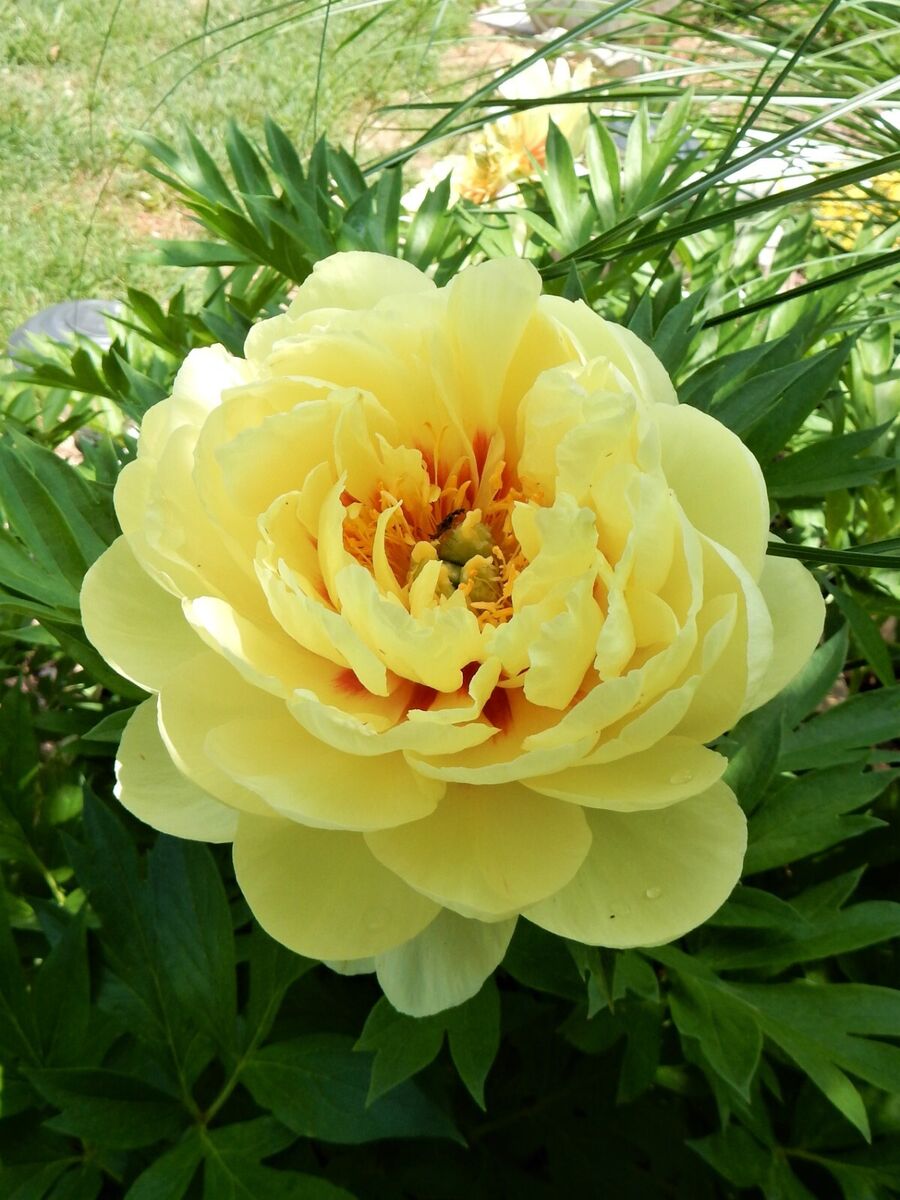 Bartzella Itoh Peony