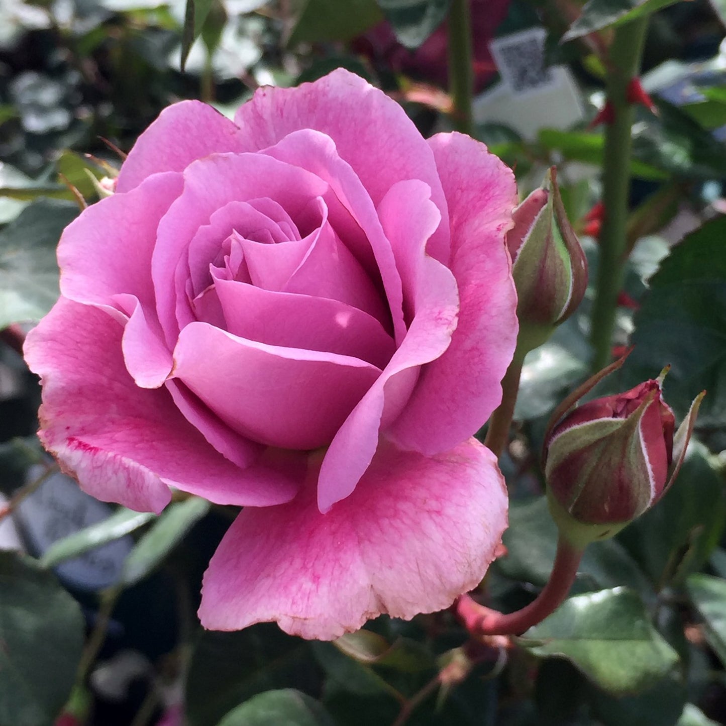 Angel Face Floribunda Rose