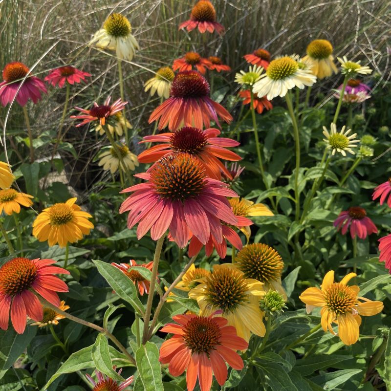 Cheyenne Spirit – Echinacea Seed