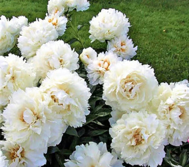 Bowl Of Cream Peony