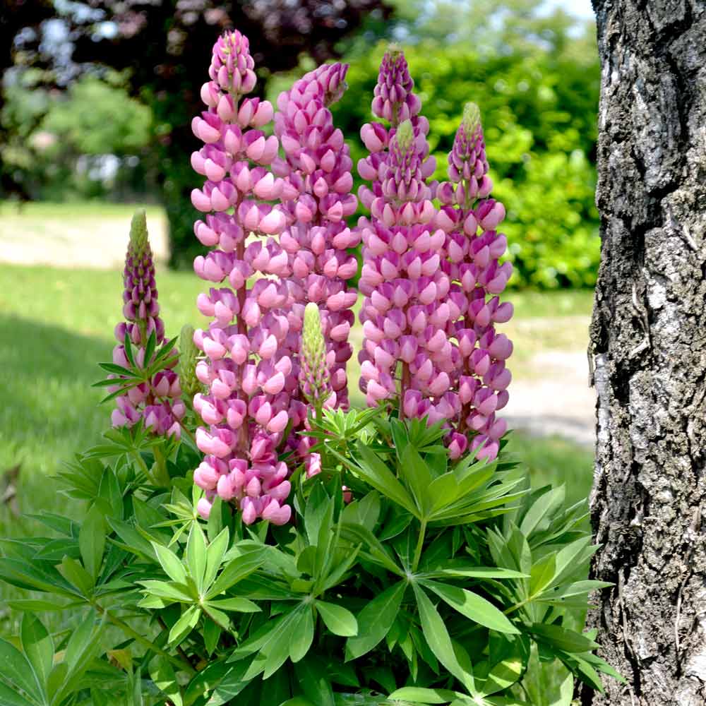 Colorful Rainbow Lupine Plants Russell Lupinus Beauty Flower