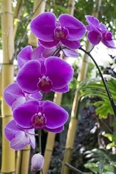 Butterfly orchid dark purple Seeds