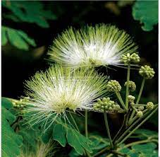 Albizia Lebbeck Seeds