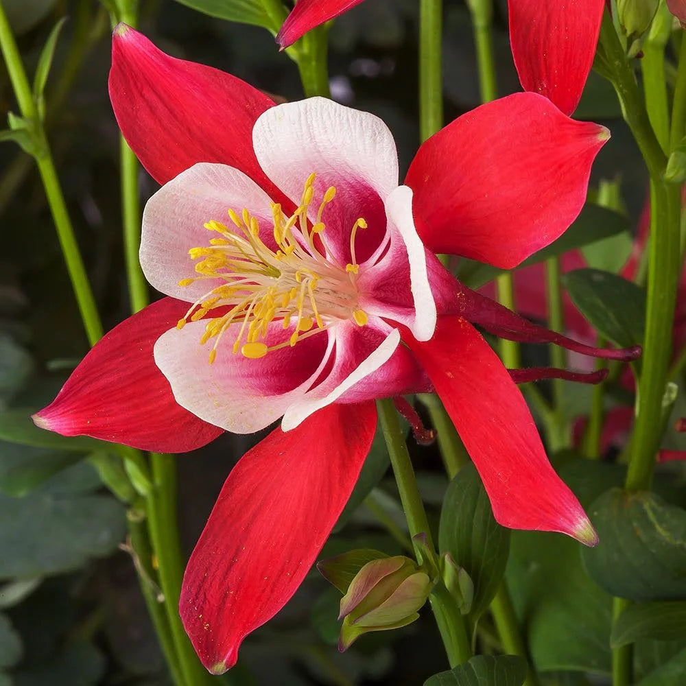 Crimson Star Columbine