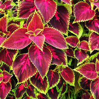 Coleus Rainbow Mixed Color Foliage Plant Seeds