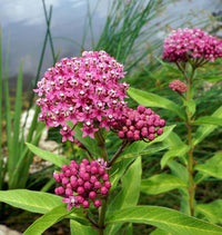 Swamp Milkweed – Asclepias Seed