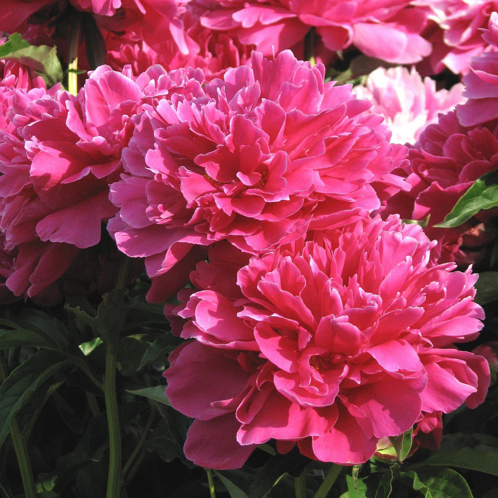 Victoire de la Marne Peony