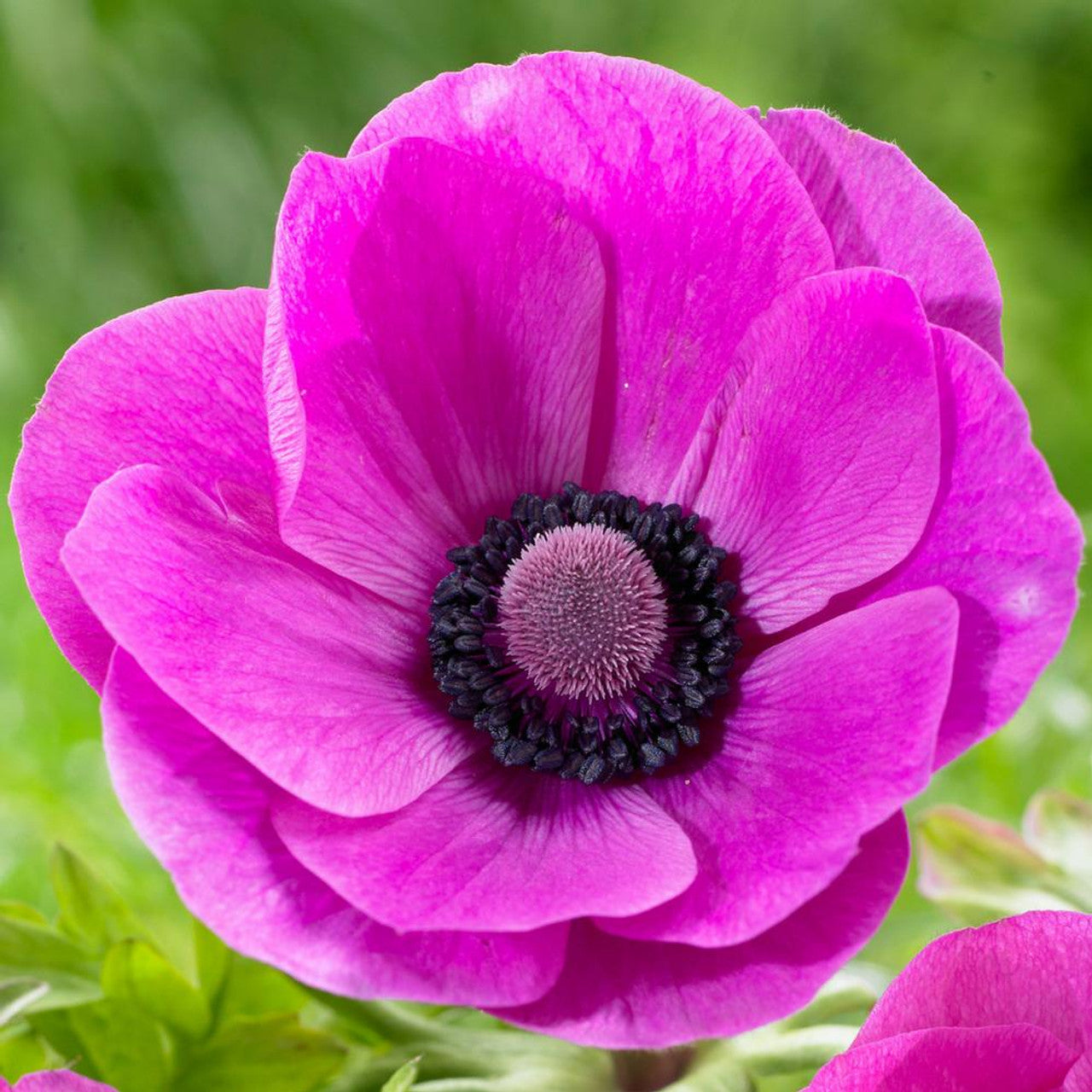 Anemone- De Caen Pink