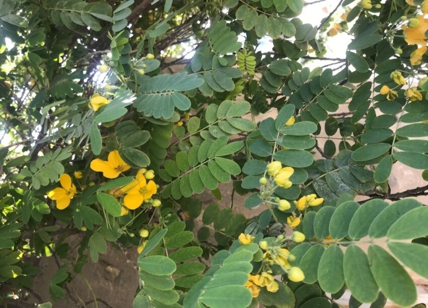 Cassia Angustifolia Seeds