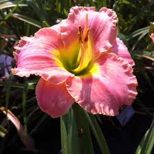 Elegant Candy Reblooming Daylily