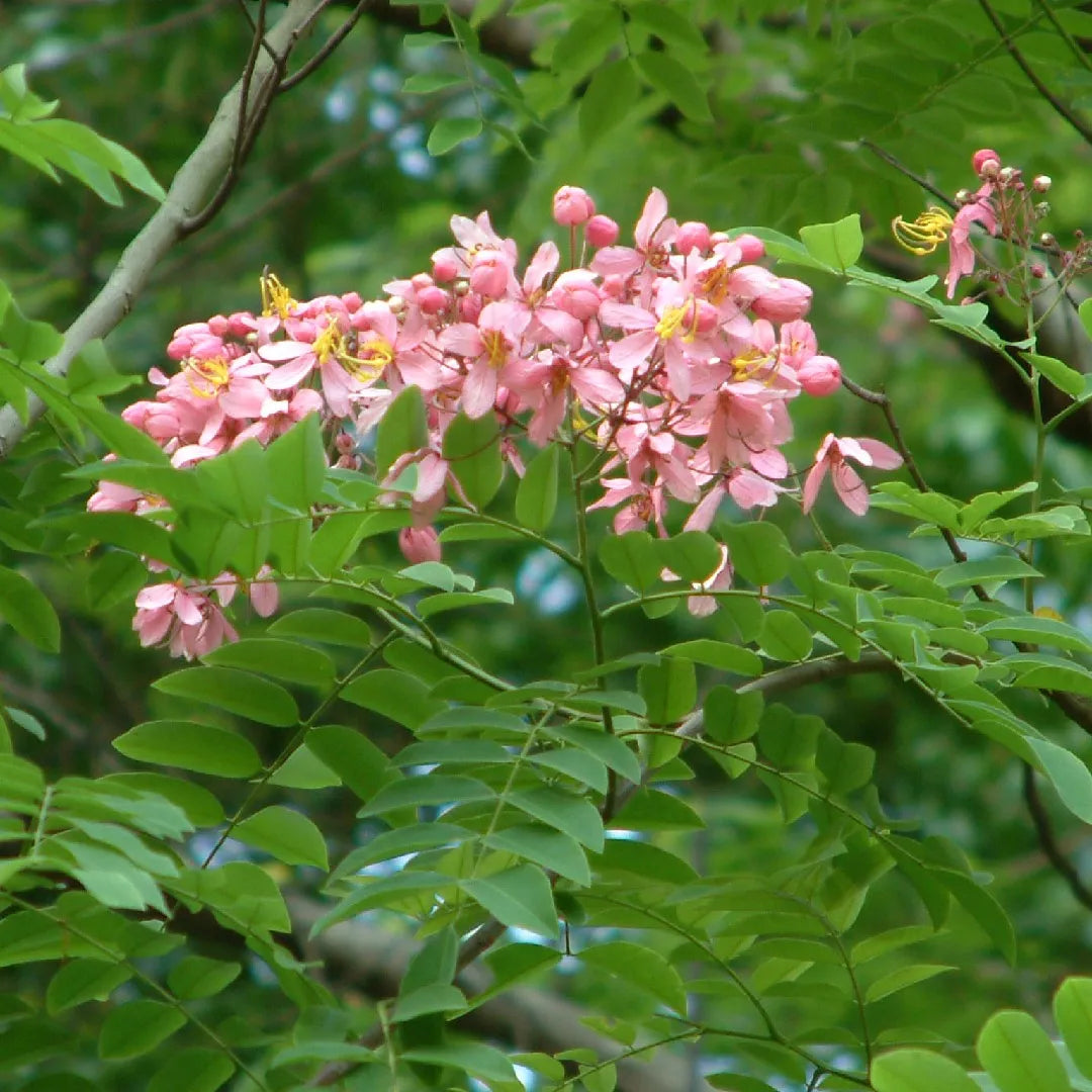 Cassia Javanica Javanica Seeds