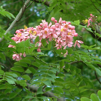 Cassia Javanica Javanica Seeds