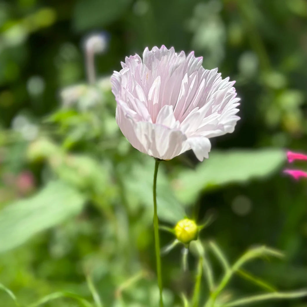 Cupcakes Mix – Cosmos Seed