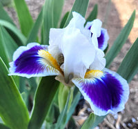 Bitty Beauty Dwarf Bearded Iris