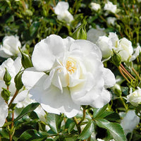 White Meidiland Groundcover Rose