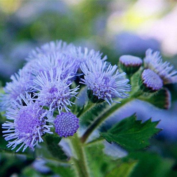 Ageratum Seeds Annual Blue Purple Beautify Flowers Plants Seeds