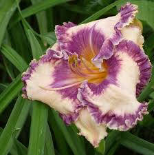 Hanalei Bay Reblooming Daylily