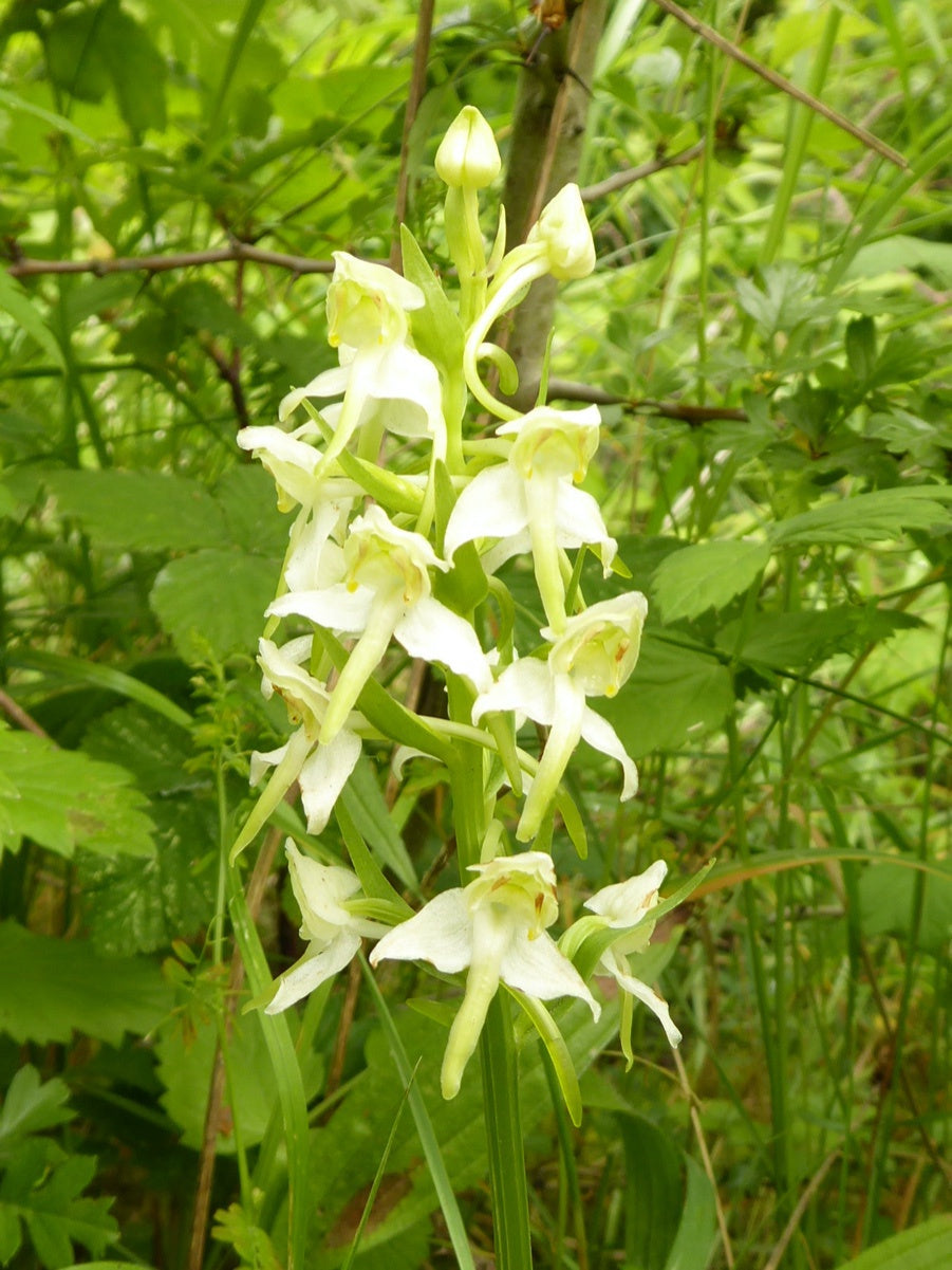 Butterfly Orchid Flower Seeds