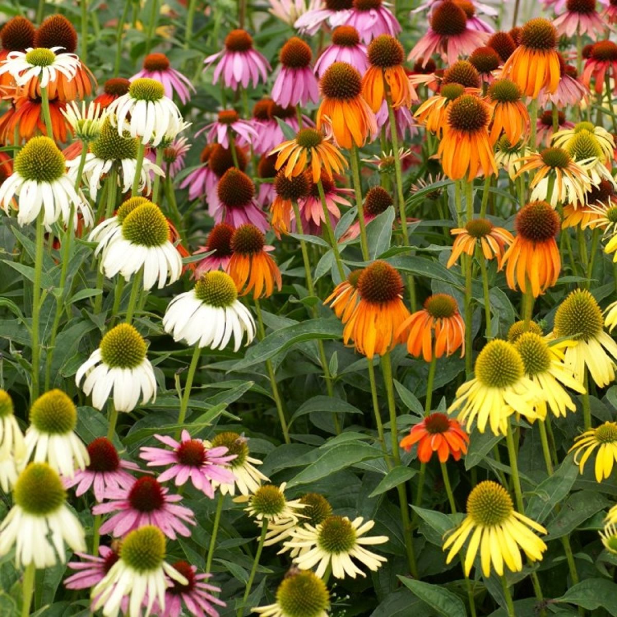 Breeder's Coneflower Mixture