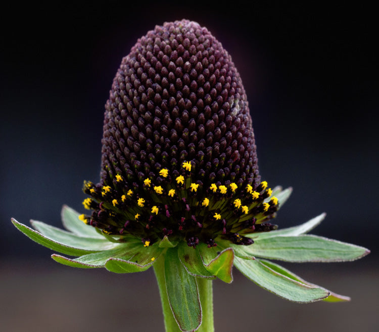 Green Wizard Coneflower