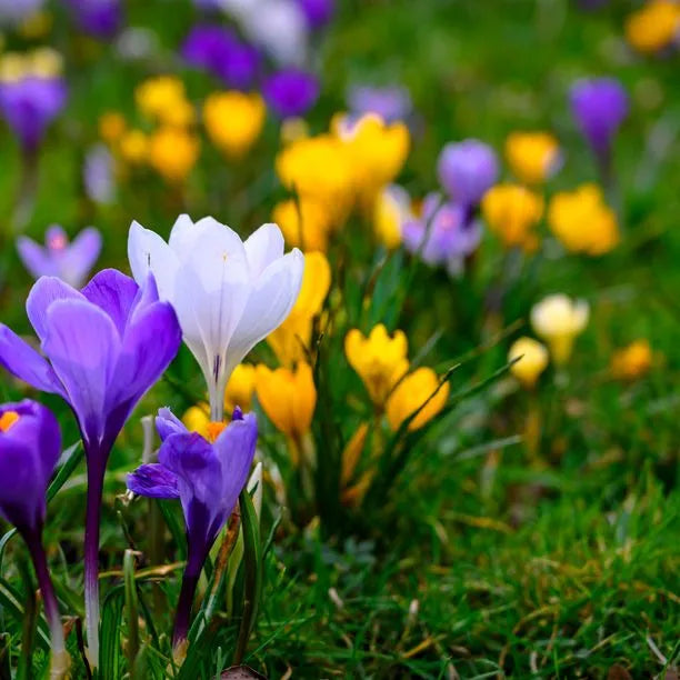 2 Months of Flowering Crocus Seeds