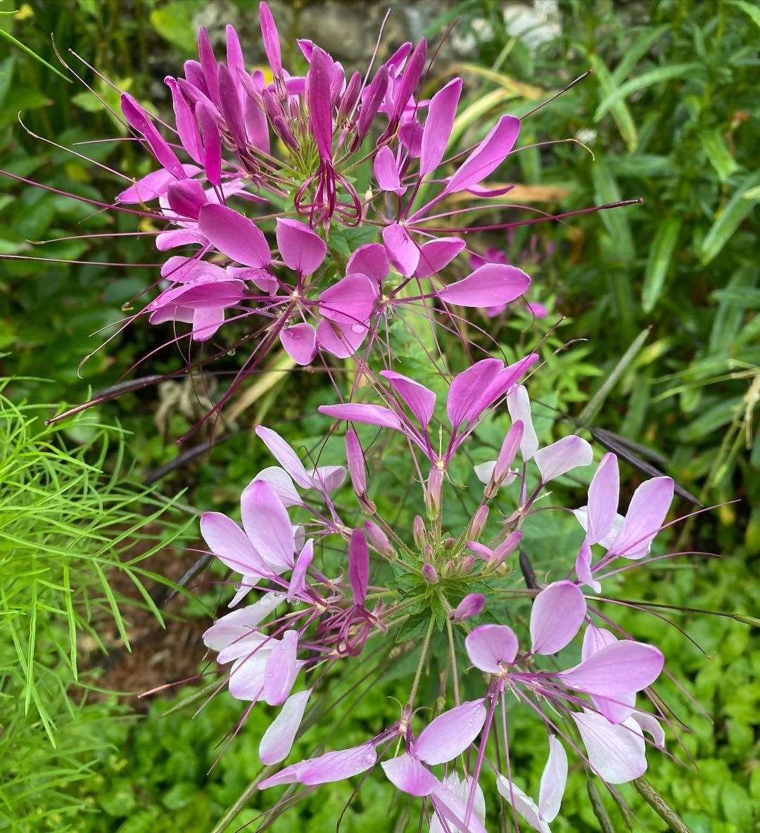 Cleome Spinosa Mixed Color Seeds