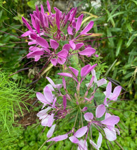 Cleome Spinosa Mixed Color Seeds