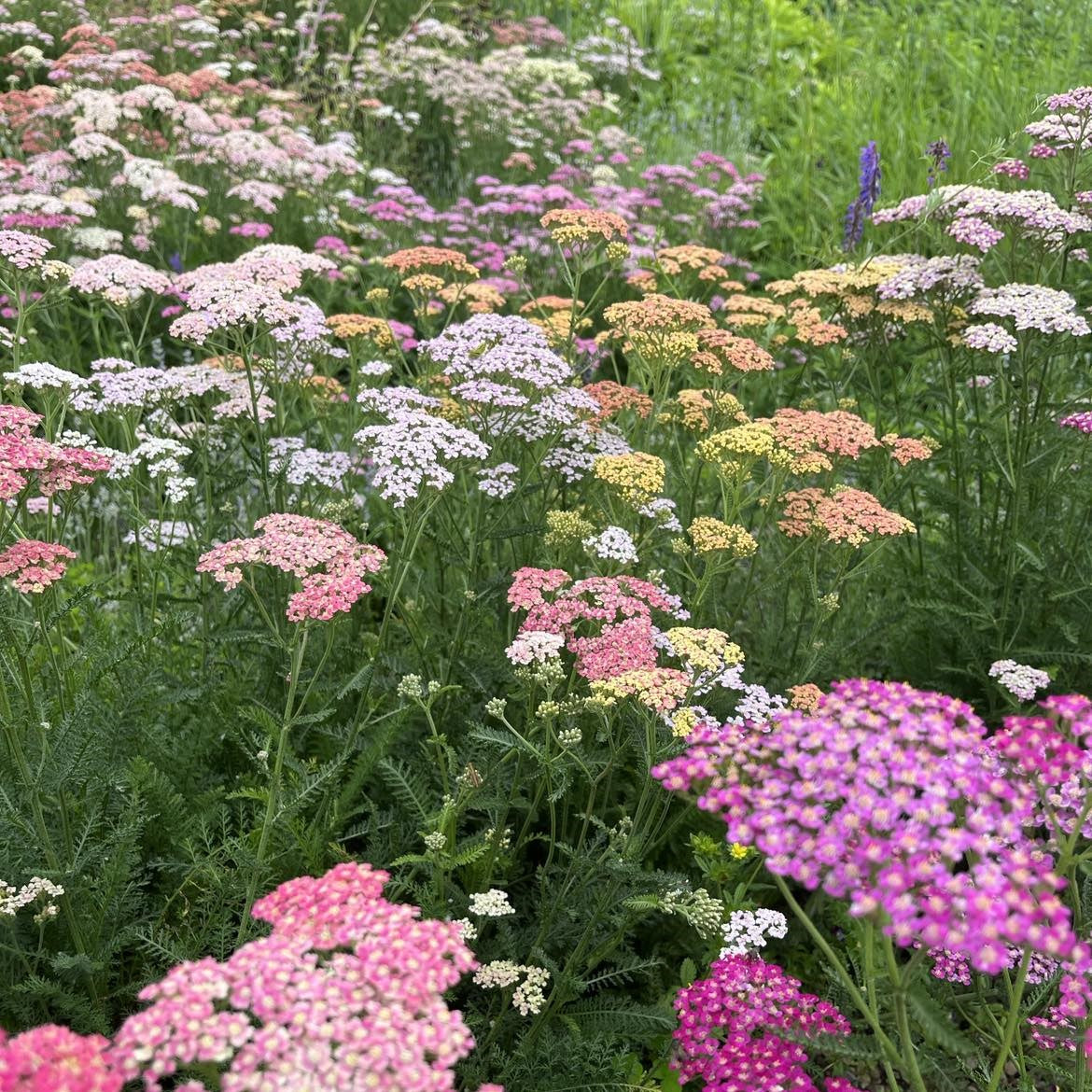 Summer? Pastels – Yarrow Seed