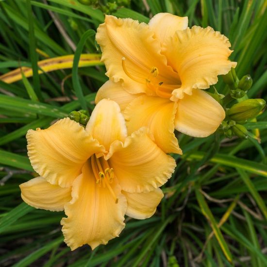 Apricot Sparkles Daylily