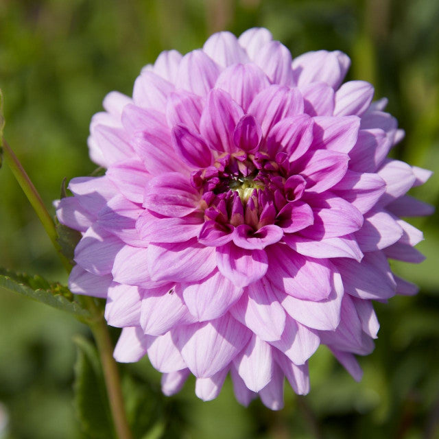 Blue Boy Dahlia