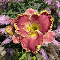 Born to Run Reblooming Daylily