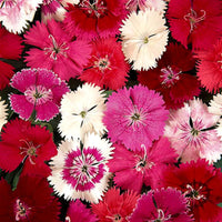 Dianthus Barbatus Mixed Color Flower Seeds