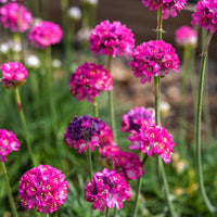 Armeria- Morning Star Deep Rose