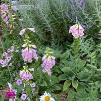 Camelot Lavender – Digitalis Seed