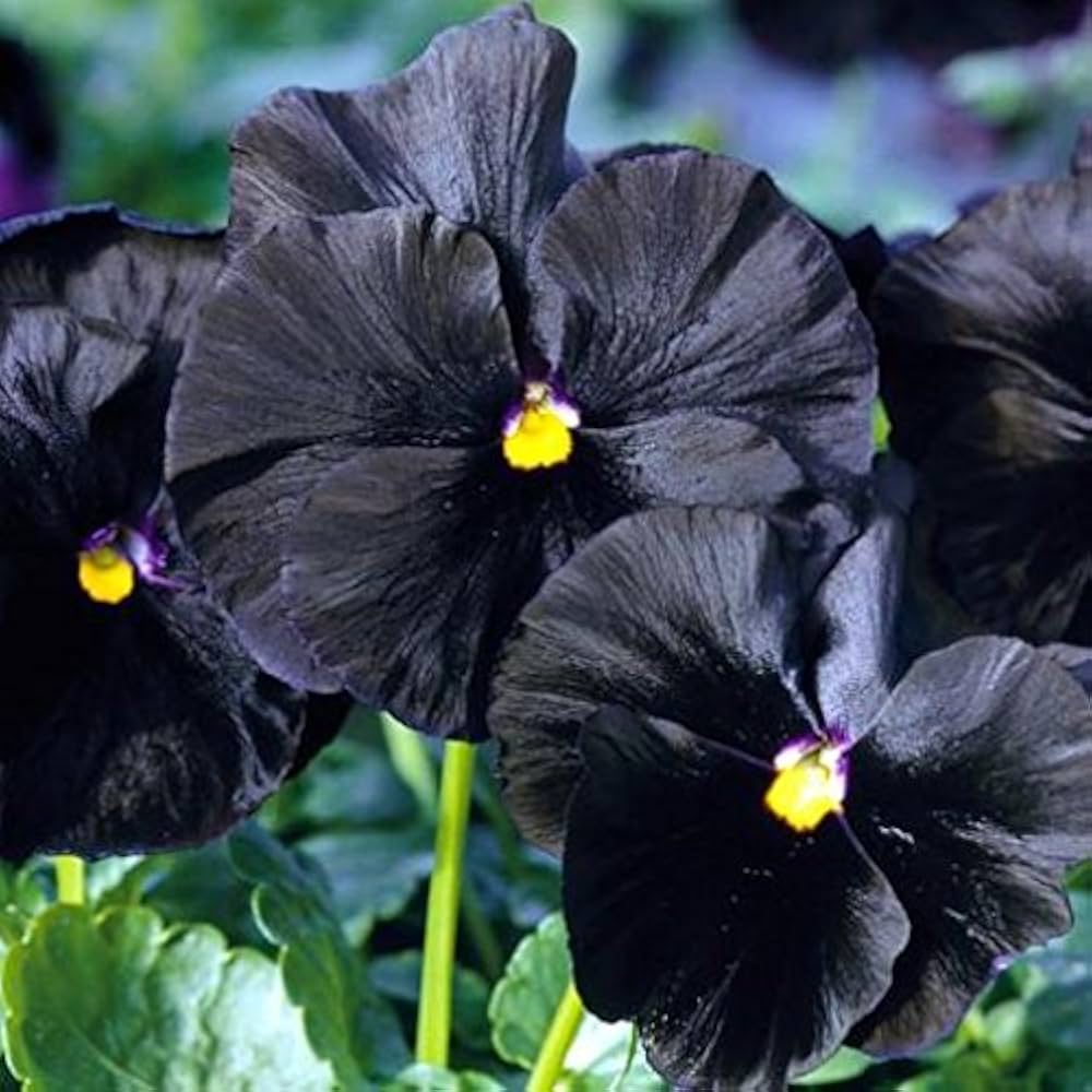 Black Blotch Flower Seeds