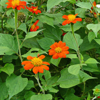 Torch – Tithonia Seed