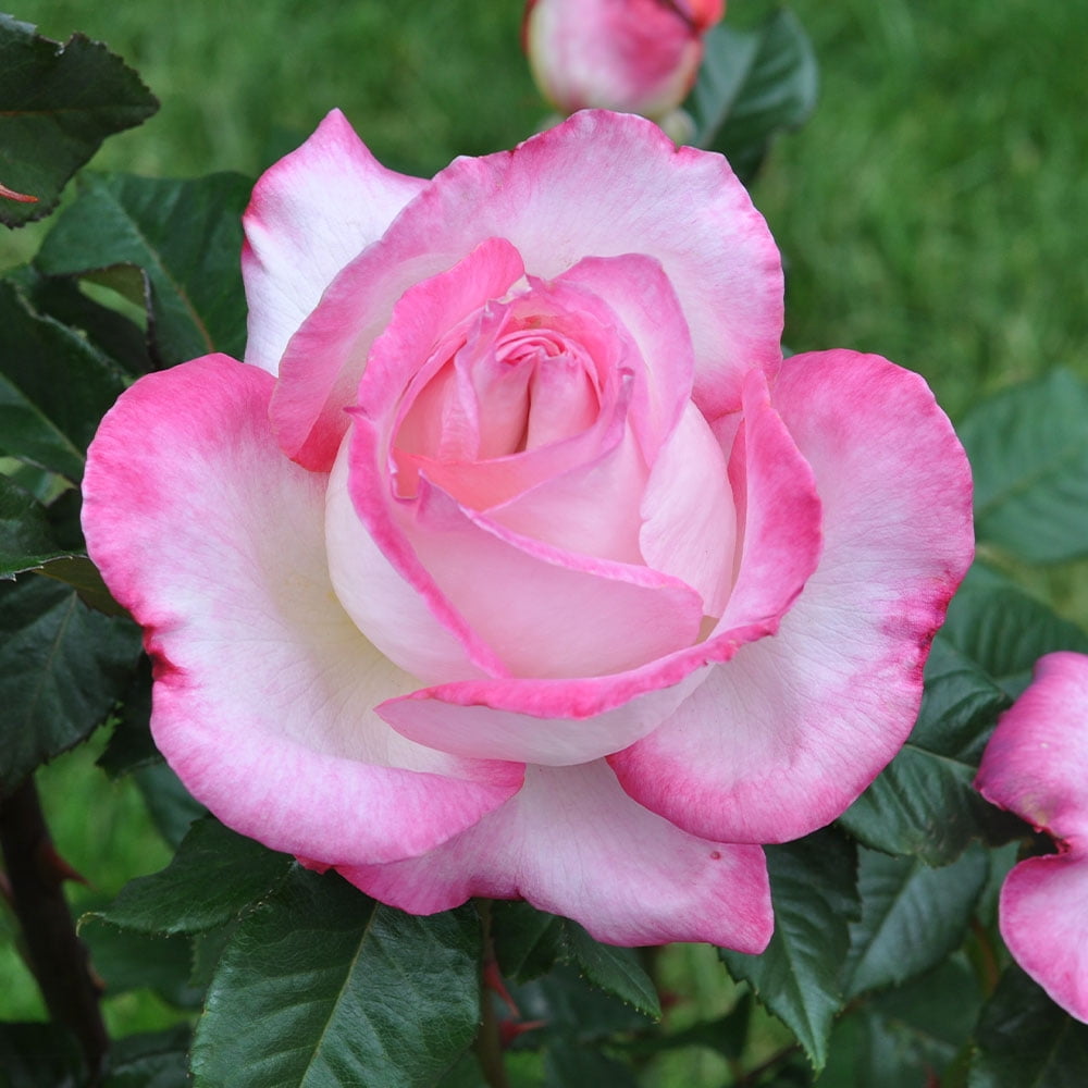 Angelic Veil Hybrid Tea Rose