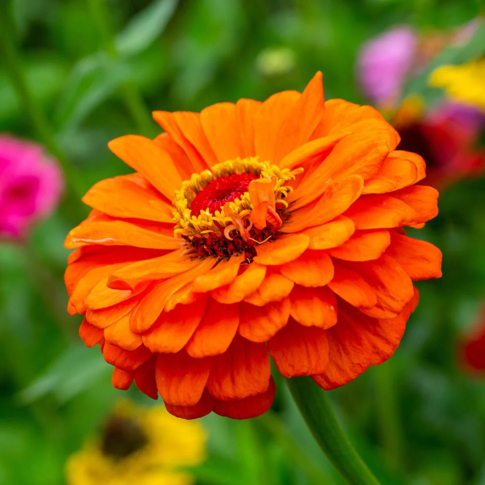 Zinnia Orange Tall Desi Flower Seeds