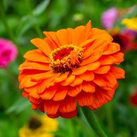 Zinnia Orange Tall Desi Flower Seeds