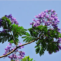 Jacaranda Mimosifolia  Seeds