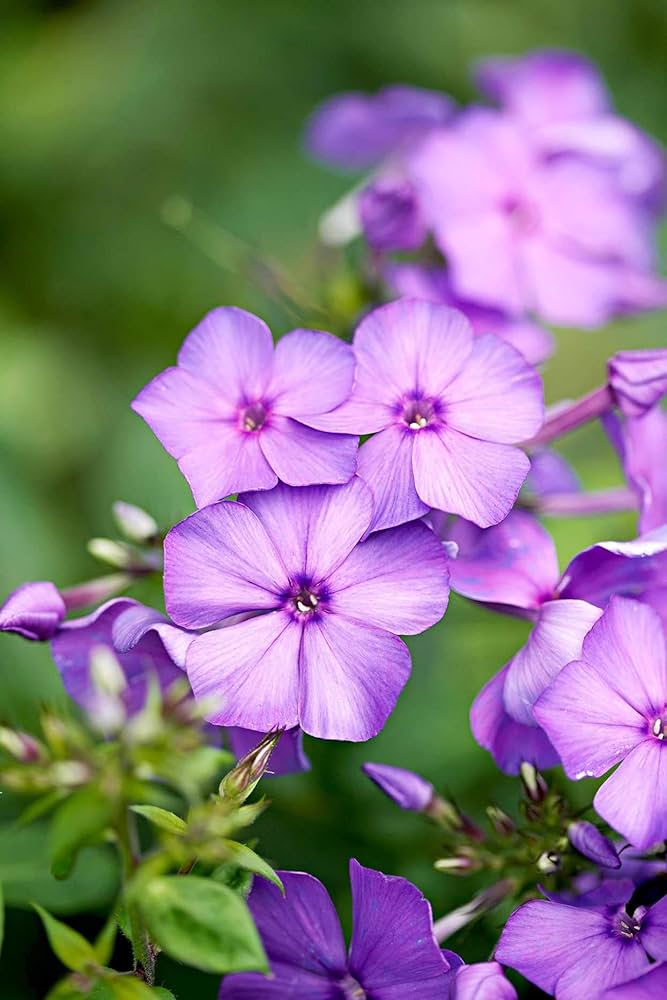 Phlox Beauty Blue Flower Seeds