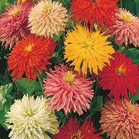 Zinnia Cactus Mixed Color Desi Flower Seeds