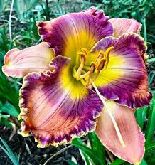 Making Magic Reblooming Daylily