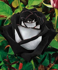 True Blood Black Rose Seeds