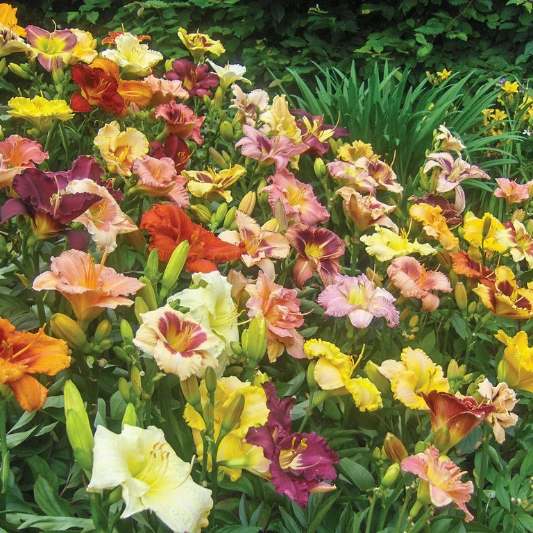 Reblooming Daylily Mixture