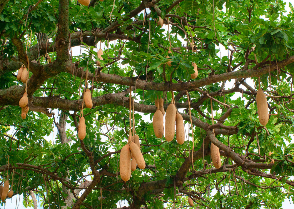 Kigelia Africana Sausage Tree Seeds