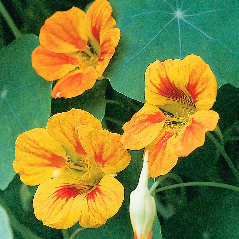 Nasturtium Golden Yellow Seeds